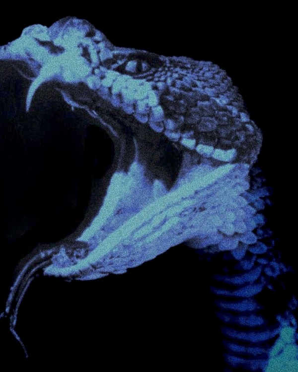 CINTO GINGA STUDIOS - Blue Cobra - Image 4