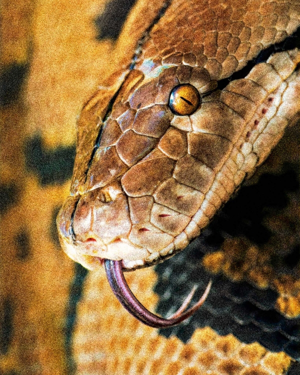 CINTO GINGA STUDIOS - Brown Cobra - Image 4