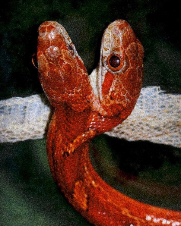 CINTO GINGA STUDIOS - Whiskey Cobra - Image 4